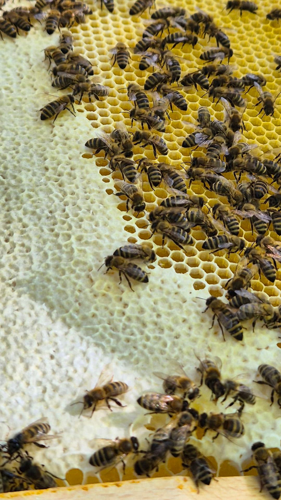 Tradition trifft Moderne: Bewährte Imkertechniken