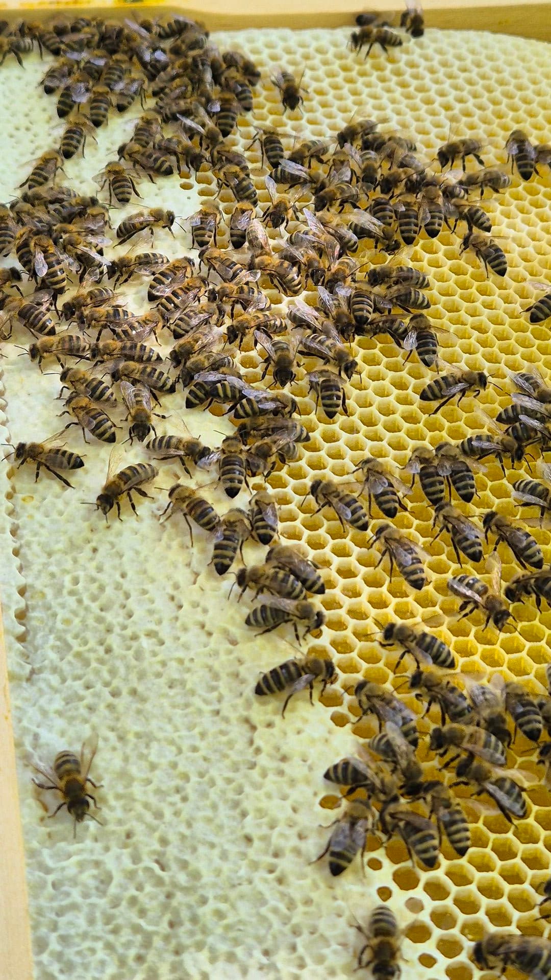 Qualitätskontrolle: Sorgfältige Begutachtung der Bienenstöcke